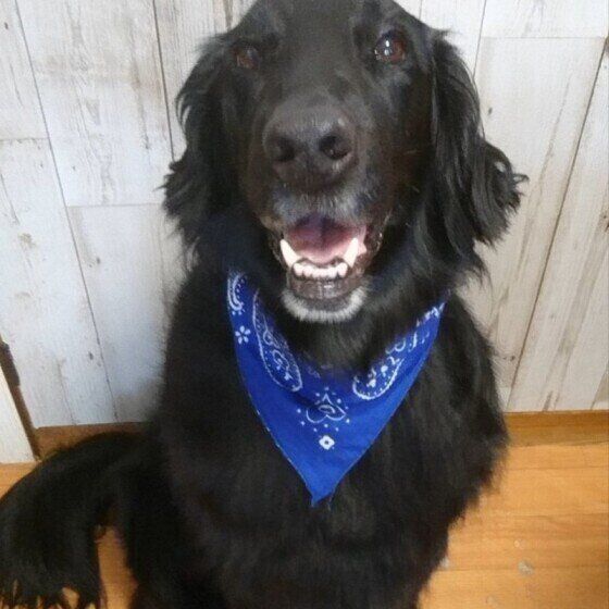 フラットコーテッド・レトリーバー