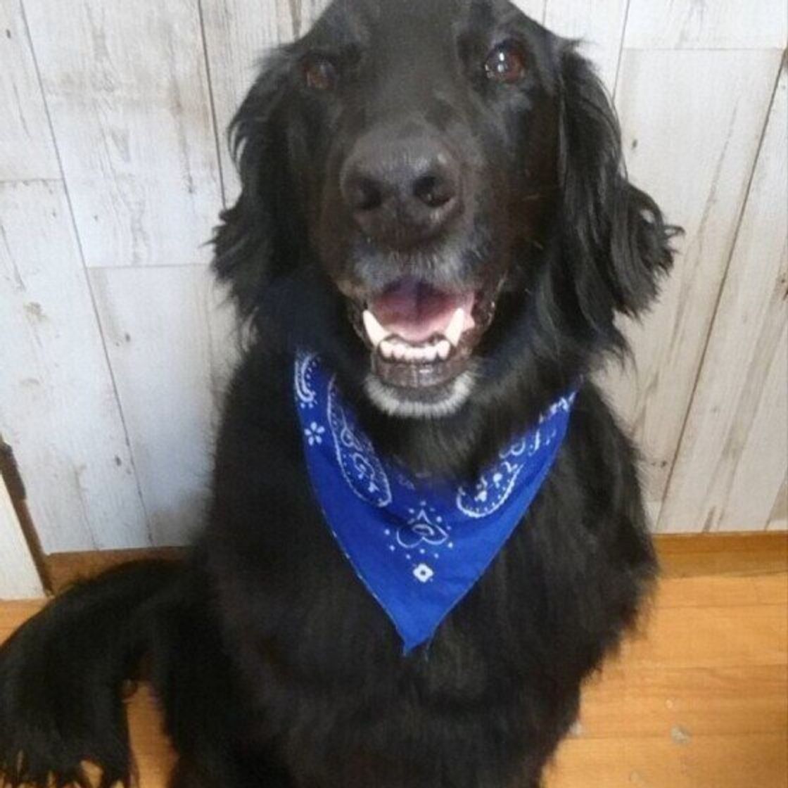 犬が保冷剤を食べないように注意 保冷剤の成分と正しい知識を獣医師が解説 いぬのきもちweb Magazine 犬が保冷剤を食べないように注意 保冷剤の成分と正しい知識を獣医師が解説 いぬのきもちweb Magazine