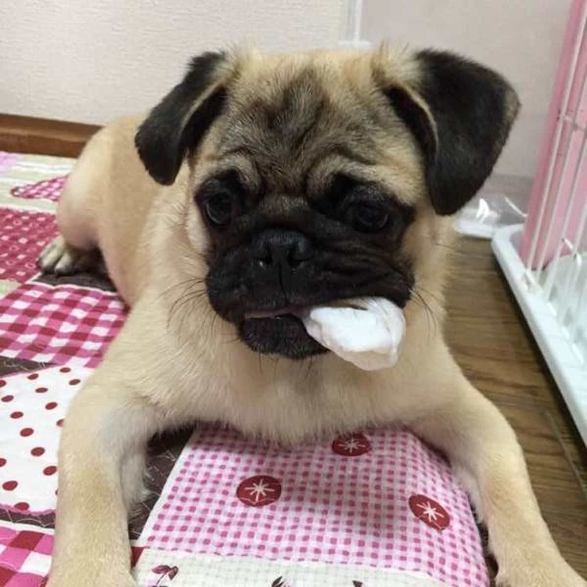 獣医師監修 おすすめガムも 用途別犬用ガムの選び方 与えるときの注意点 いぬのきもちweb Magazine 獣医師監修 おすすめガムも 用途別犬用ガムの選び方 与えるときの注意点 いぬのきもちweb Magazine