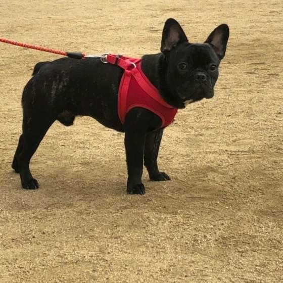 散歩するフレンチ・ブルドッグ