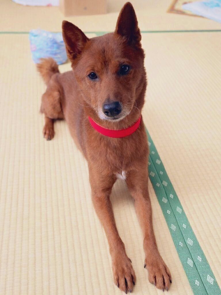 穏やかな表情がかわいらしい1枚