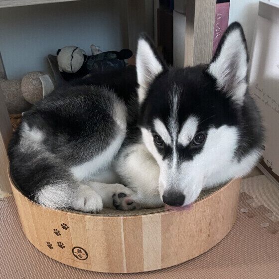 丸くなるシベリアン・ハスキー