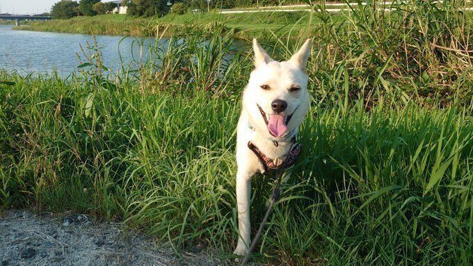 ミックス（雑種）のふくちゃん