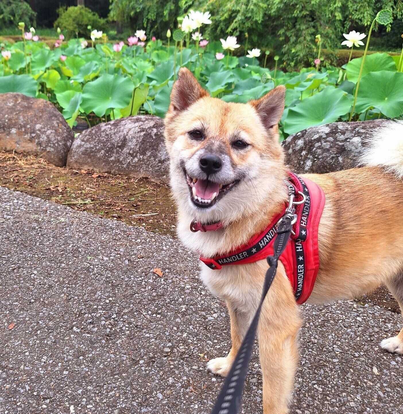 散歩を楽しむらんちゃん。