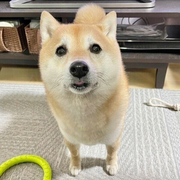 おもちゃの輪っかを落として飼い主さんに遊んでアピールするこじろうくん