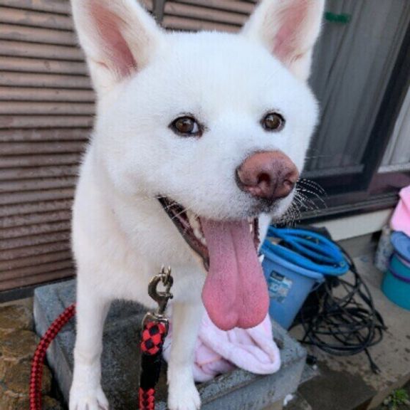 笑顔の秋田犬