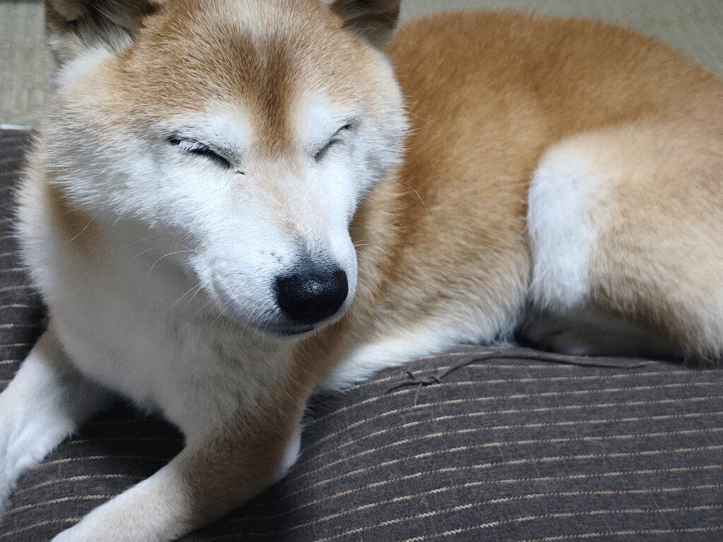 眠いのに頑張って起きている様子の柴犬