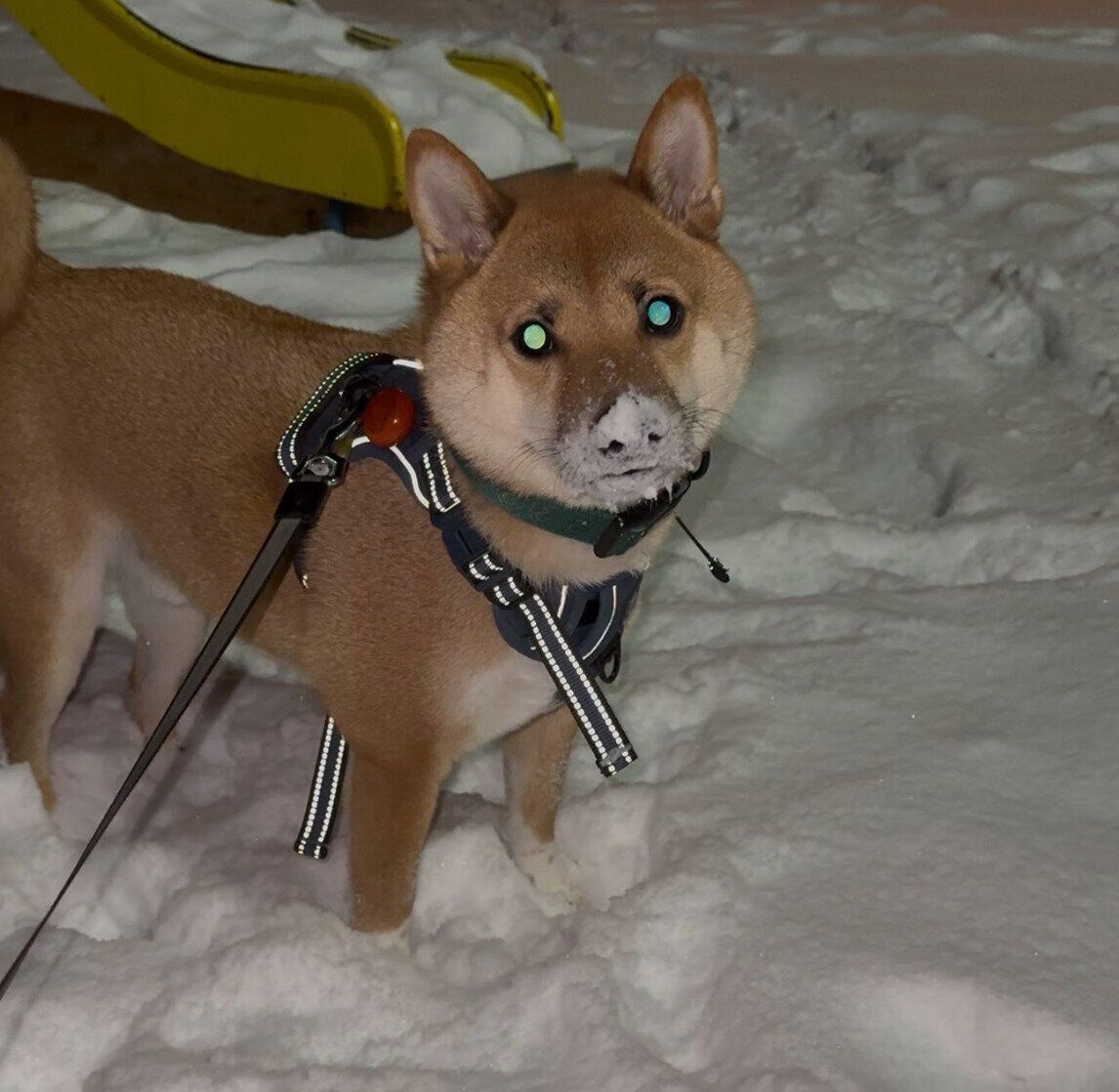 雪の中を散歩するこてつくん