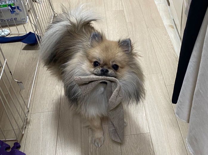 靴下を盗むあもくん