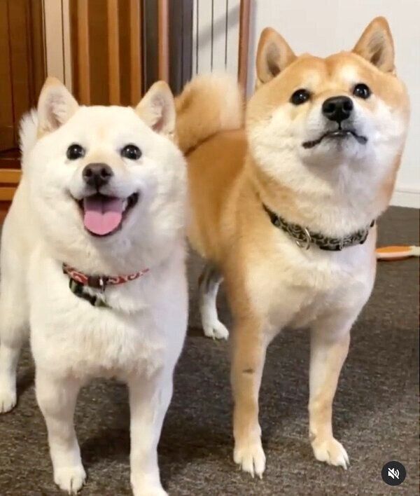 仲良く遊ぶ豆千代くんとモチ代さん