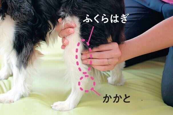 ふくらはぎをチェックされる大木はるくん