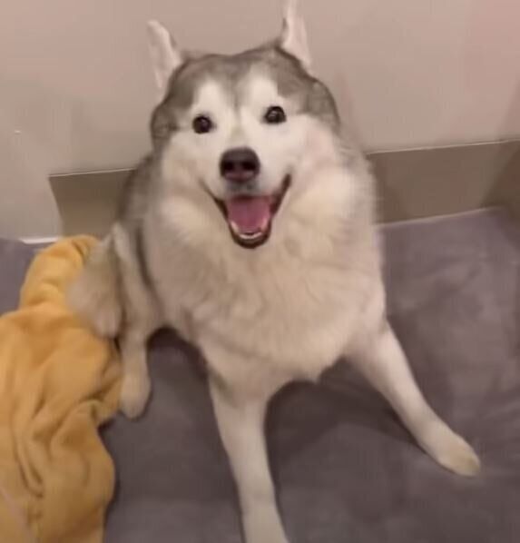 笑顔のシベリアン・ハスキー