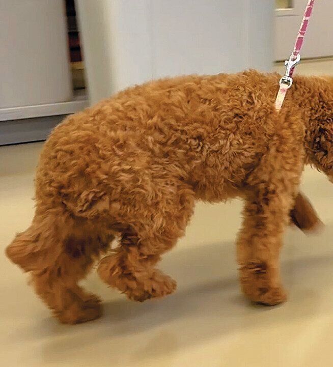 大腿骨頭壊死症の例