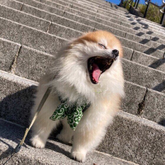 あくびをするポメラニアン