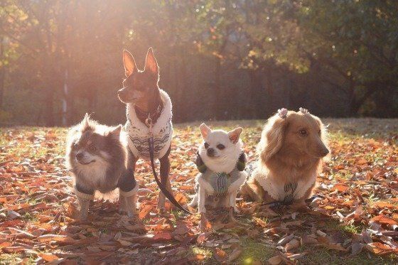 犬の ドッグフード原材料 表示の読み方や安全性を獣医師が解説 いぬのきもちweb Magazine