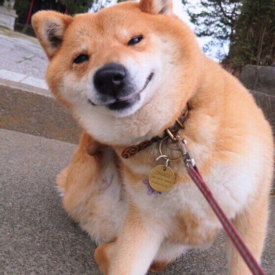 体を掻く柴犬