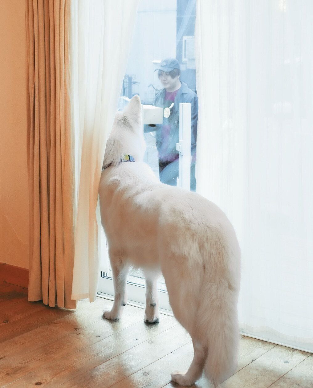 窓の外を見つめる犬