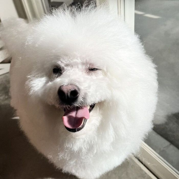 トリミング後のプペルくん