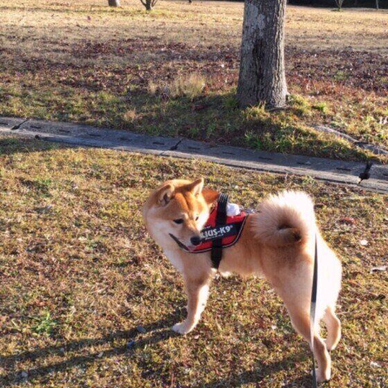 柴　めい　ダルマさん