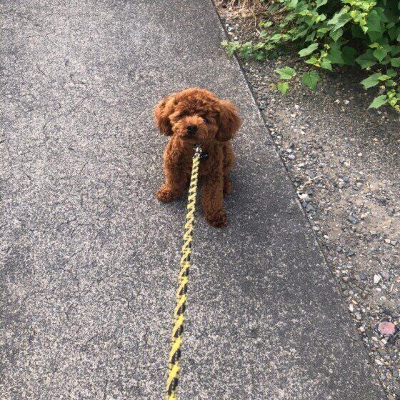 拒否するトイ・プードル