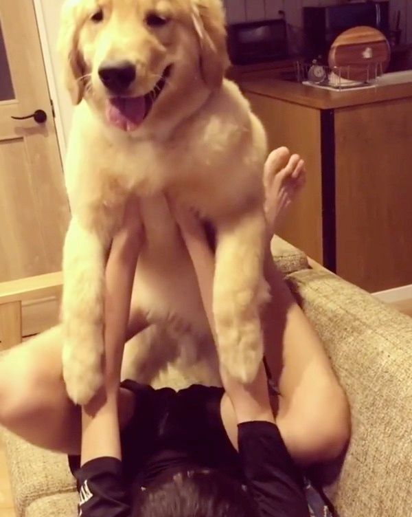 高い高いされるゴールデン・レトリーバー