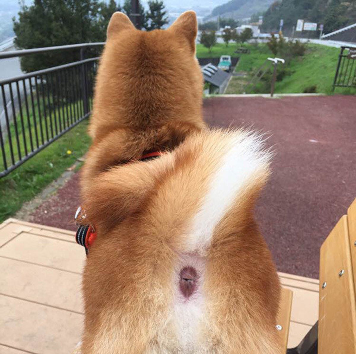 マニアックすぎ 愛犬の一番好きな部位 と 楽しみ方 を聞いた いぬのきもちweb Magazine マニアックすぎ 愛犬の一番好きな部位 と 楽しみ方 を聞いた いぬのきもちweb Magazine