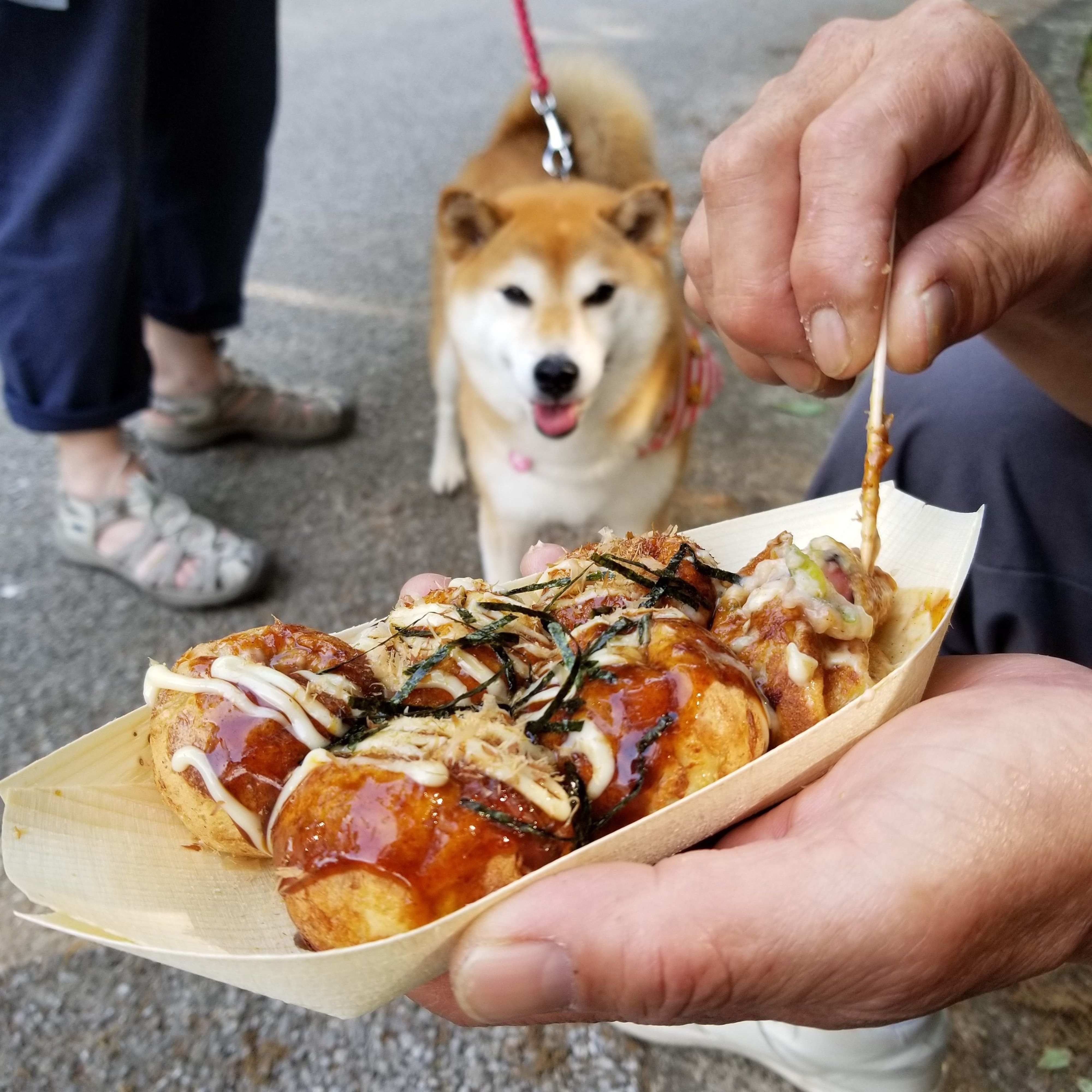 犬あるある もらえない食べ物は見ないようにする 連載 ここ掘れここ柴 Vol 38 いぬのきもちweb Magazine 犬あるある もらえない食べ物は見ないようにする 連載 ここ掘れここ柴 Vol 38 いぬのきもちweb Magazine