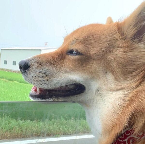 微笑むラテちゃん