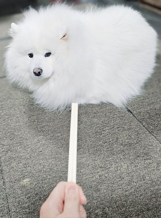 飼い主を見つめるサモエド