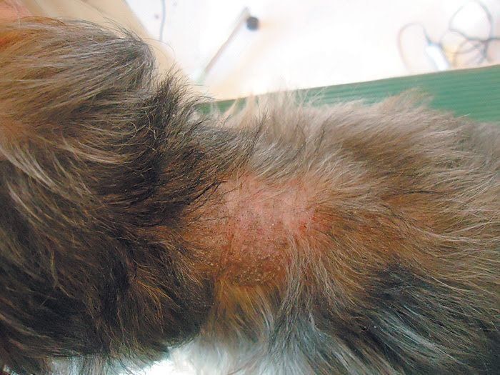 脱毛してしまった部分