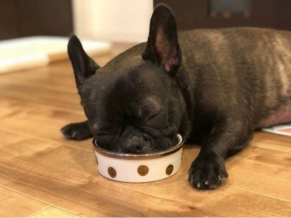 食べながら寝落ちするフレンチ・ブルドッグ