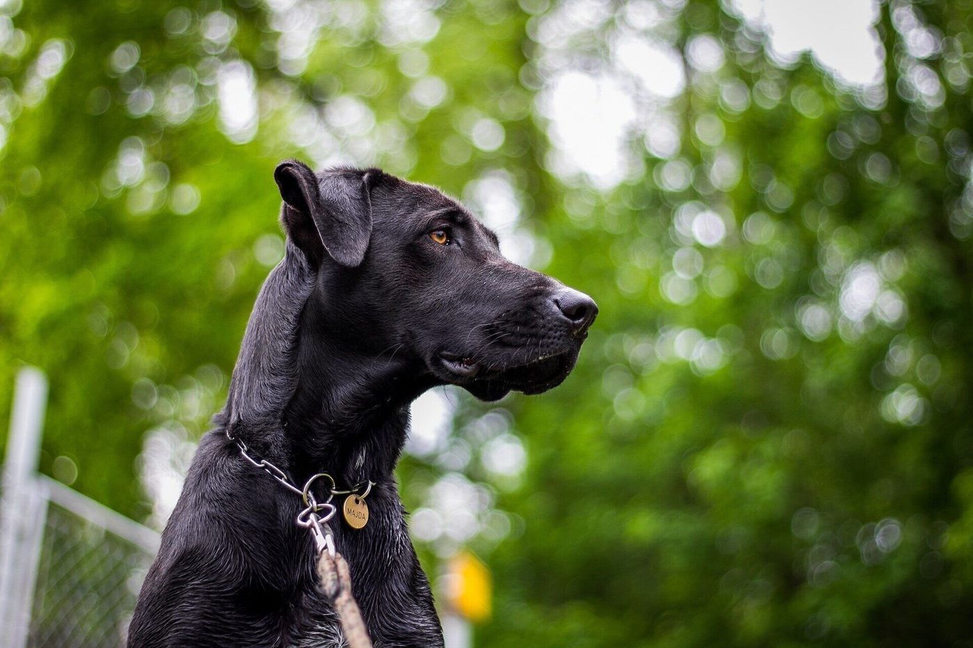 犬種の名前の由来は にぎりこぶし 意外と知らない 犬種の名前トリビア10 いぬのきもちweb Magazine 犬種の名前の由来は にぎりこぶし 意外と知らない 犬種の名前トリビア10 いぬのきもちweb Magazine