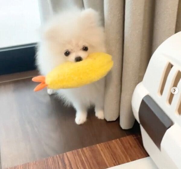 お気に入りのおもちゃをくわえるぺこちゃん