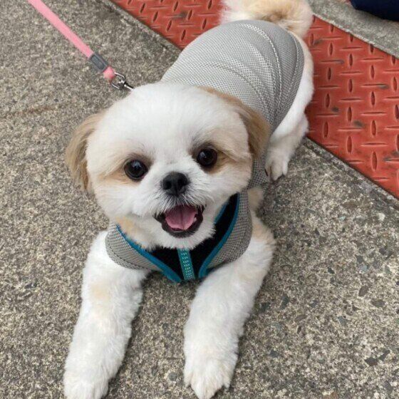 人の手が怖い？ 犬の「ハンドシャイ」とは いぬのきもち