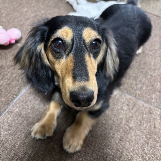 ミニチュア・ダックスフンドのミミちゃん♪