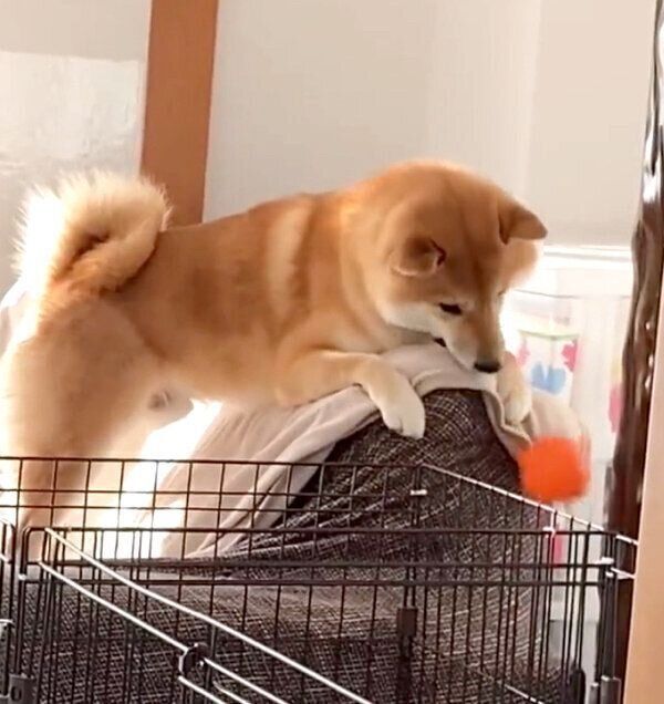 ボール遊びをするふう太くん