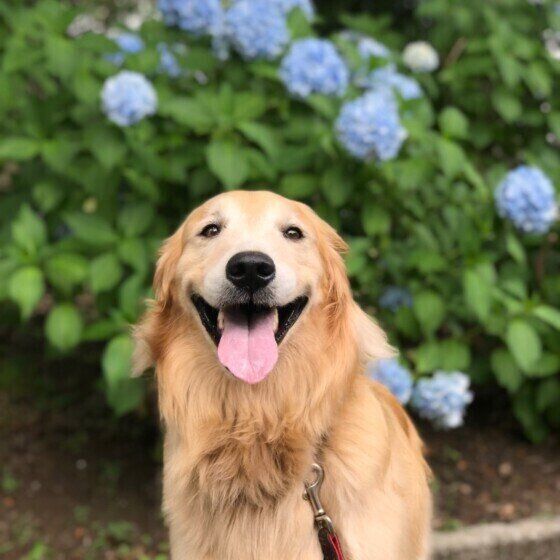 ゴールデン・レトリーバーのもおかちゃん