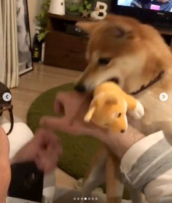 ゲームの邪魔をする豆柴