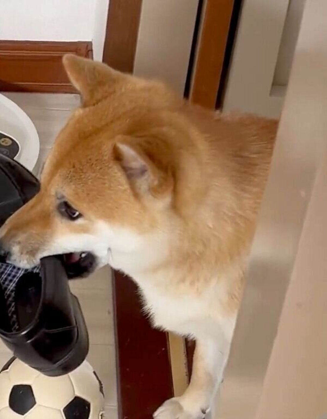 イタズラ検問 に引っかかった柴犬 しまった と気まずそうな表情が最高に可愛い いぬのきもちweb Magazine イタズラ検問 に引っかかった柴犬 しまった と気まずそうな表情が最高に可愛い いぬのきもちweb Magazine