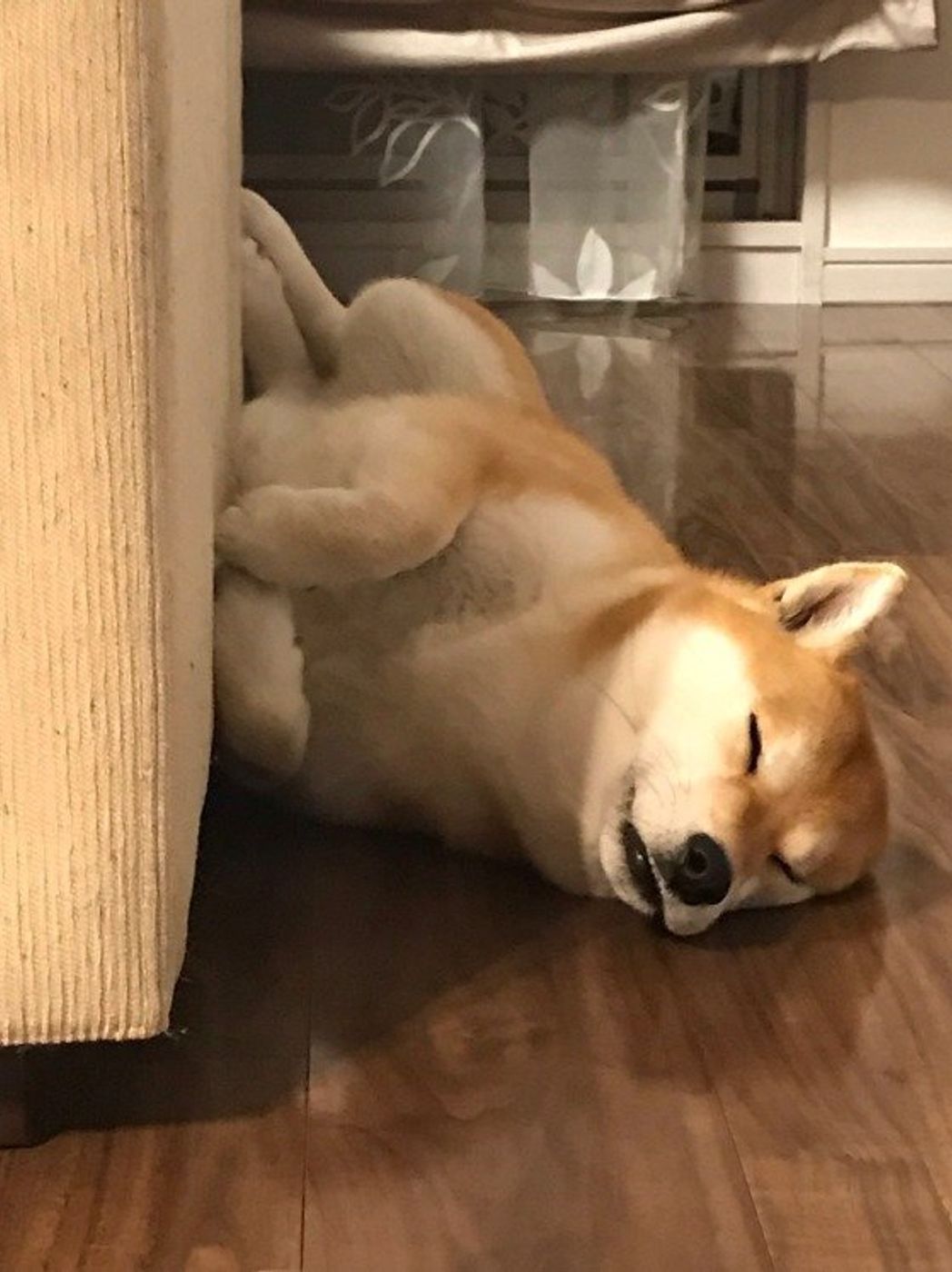 タバコの副流煙が犬に与える影響とは いぬのきもちweb Magazine タバコの副流煙が犬に与える影響とは いぬのきもちweb Magazine