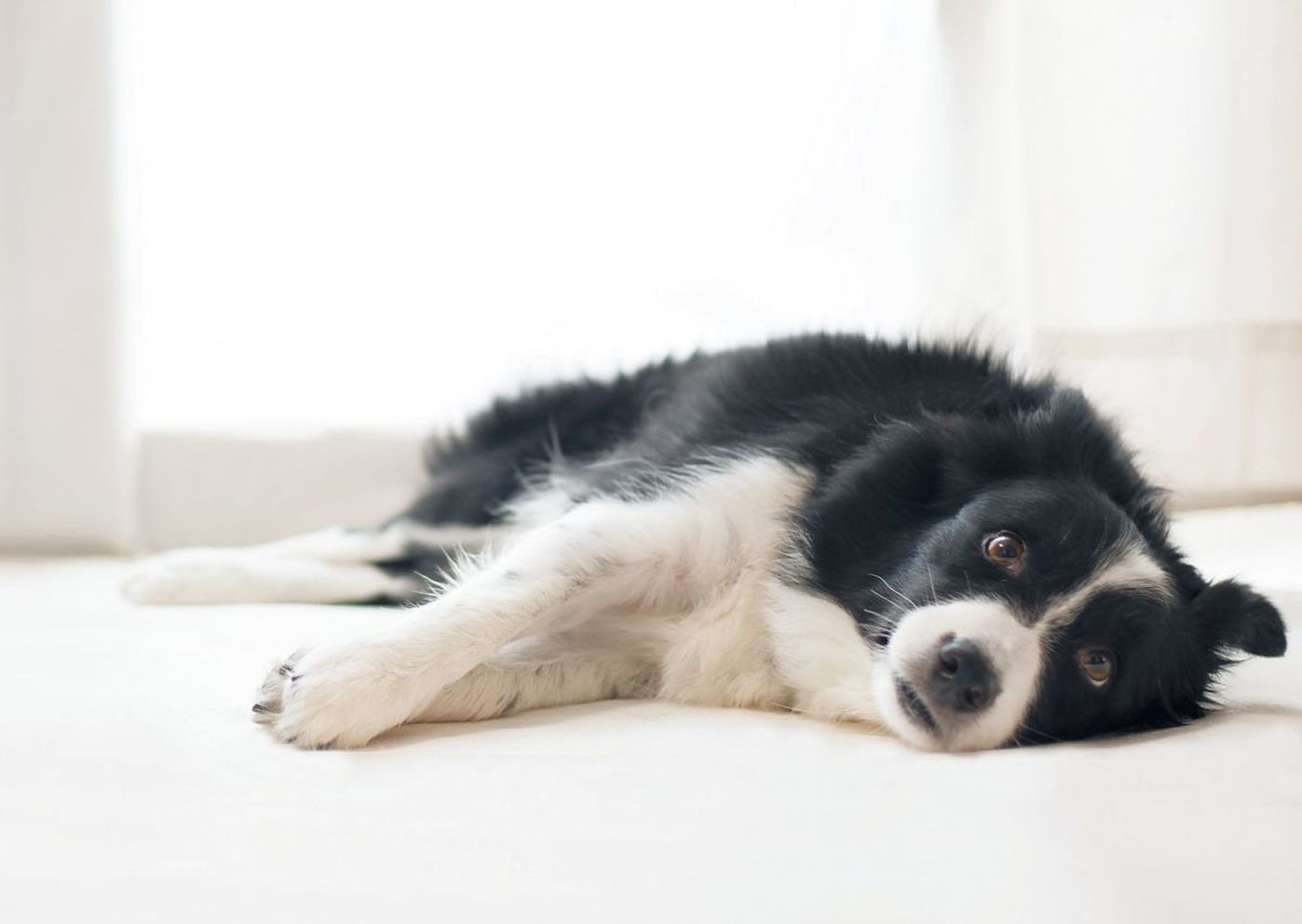 治りにくい犬の病気 治療費はどのくらいかかる いぬのきもちweb Magazine 治りにくい犬の病気 治療費はどのくらいかかる いぬのきもちweb Magazine