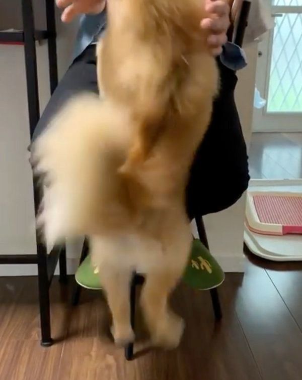飼い主さんの膝にのりたいポメラニアン