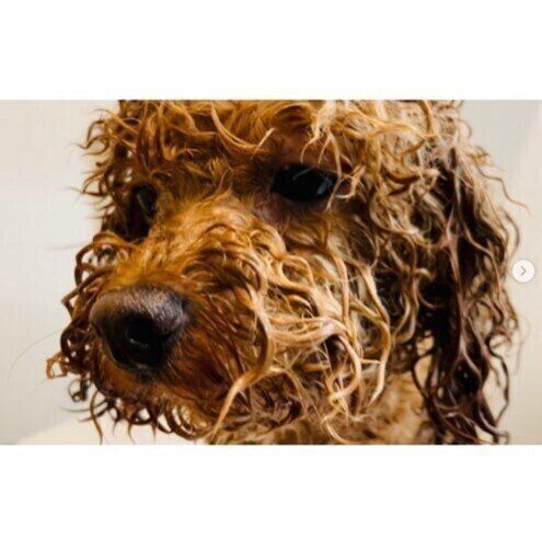 お風呂に入るトイ・プードル