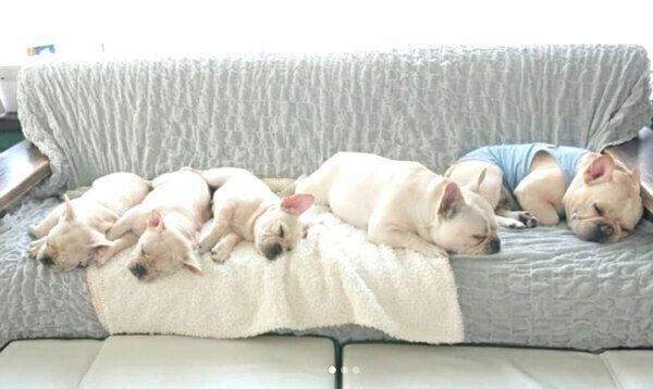 フレブルファミリー