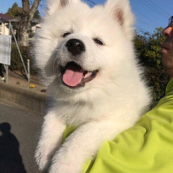 抱っこされるサモエド
