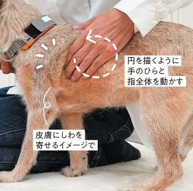 体をなでられる犬