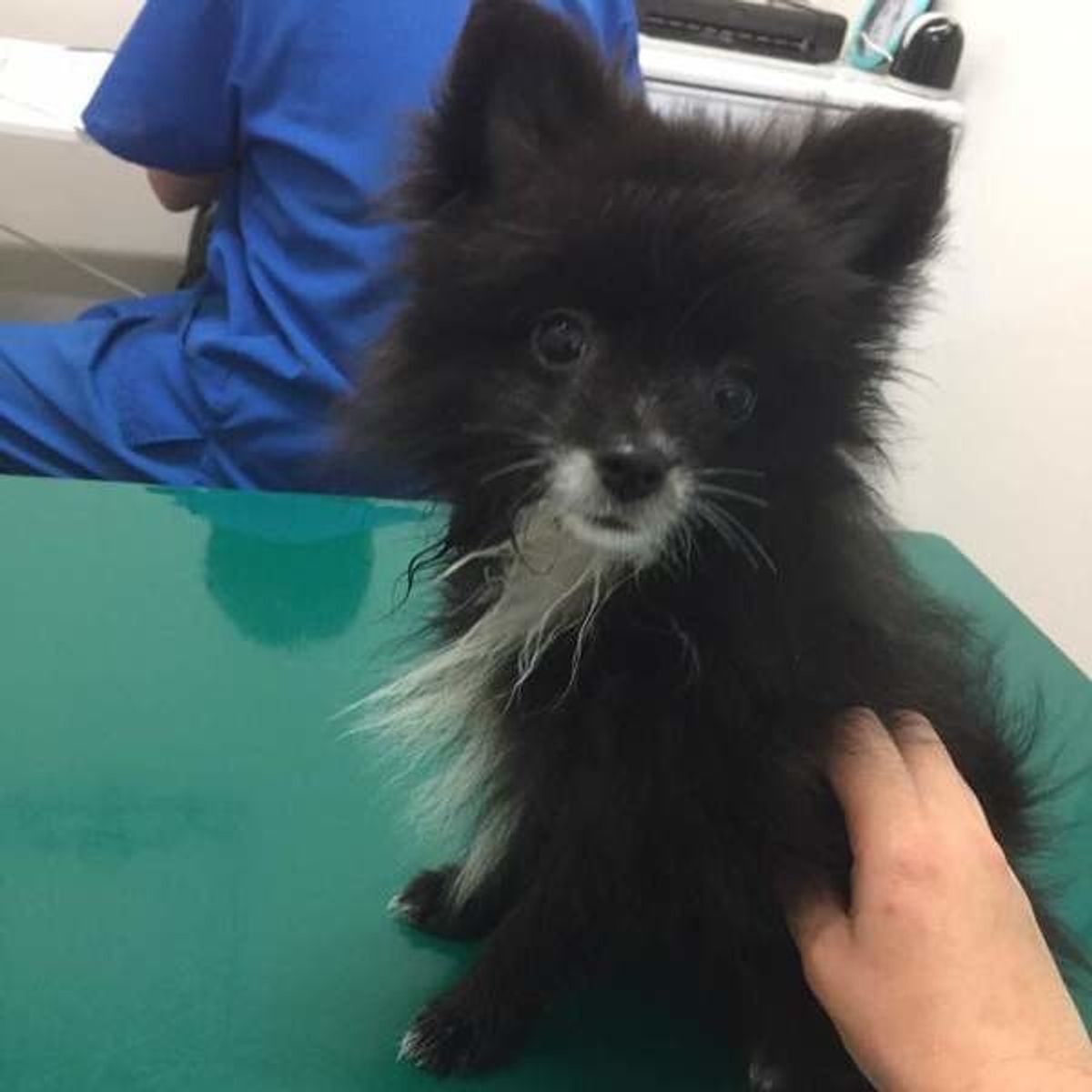 獣医師監修 犬の 誤飲 の対処法とは 最悪の場合は開腹手術や死に至ることも いぬのきもちweb Magazine 獣医師監修 犬の 誤飲 の対処法とは 最悪の場合は開腹手術や死に至ることも いぬのきもちweb Magazine