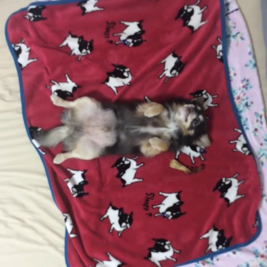 寝転がったまま返事をするチワワ