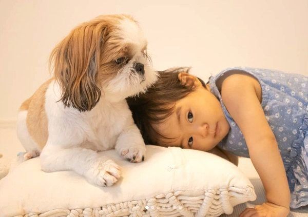 寄り添うシー・ズーと女の子