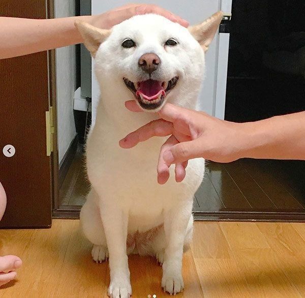 撫でられる柴犬